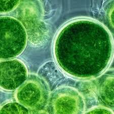 Microalgae Market Report 2018 Companies included DIC Corporation, Cyanotech Corporation, Algaetech Group, TAAU Australia, Fuqing King Dnarmsa Spirulina, Shengbada Biology, Dongying Haifu Biological, Dongtai City Spirulina Bio-engineering, Alltech and Othe
