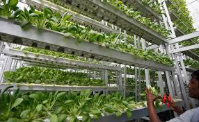 Global Vertical Farming Market 2018 Analyzed by Top 5 Key Players