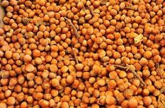 Food Protein Ingredient Market, Global Food Protein Ingredient Market Size, Food Protein Ingredient Industry
