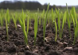 Agricultural Biologicals Market