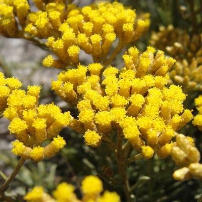 Immortelle Extract Market Report 2018 Companies included Helichrysum-croatia, Youngliving, Moellhausen, Talia, Italchile, Janousek, Laboratoire, Solaroma, Provital Group, BIOETERICA, Taosherb, Sinuo, Haoyuan, Bolin and Others