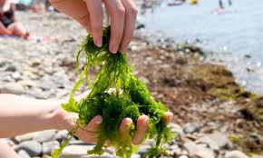 Edible Seaweed Market Global Forecast 2018| Studied By Seakura, Kelpak, Seagate Products, Irish Seaweeds , Dakini Tidal