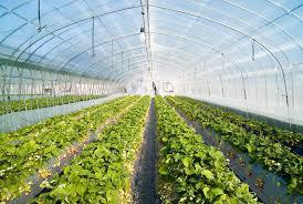 Greenhouse Horticulture Market Size to Reach US$ 28700 million, at 6% CAGR during 2018-2025, with Top Manufacturers (Richel, Hooge