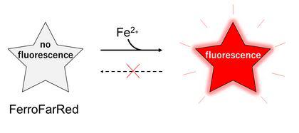 FerroFarRed - An Ion Indicator for the Specific Detection of Fe2+