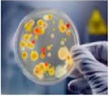3D Cell Culture Big Market Research 2023 Product Overview &