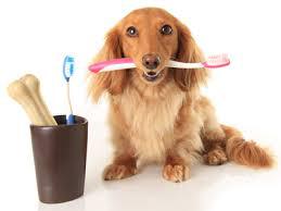 Pet Oral Care Products Market