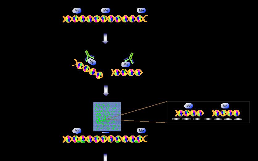 Protein Microarray Market