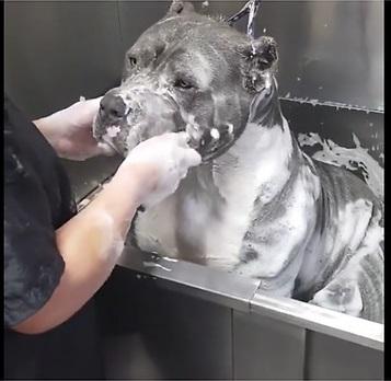 Bath Bully Market 2019-2025 Size, Share, Trends, Growth, Forecast Analysis By Top Key Players Midea, Dnmei, Feidiao, Aupu
