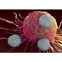 Global CAR T-Cell Therapy for Multiple Myeloma Market 2019