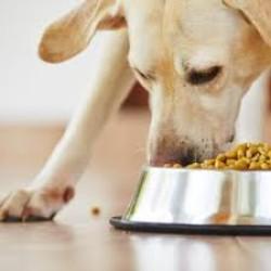 Global Pulses in Pet Food Market 2019