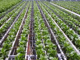 Agriculture Dripper Industry (Market) Growth Analysis By top