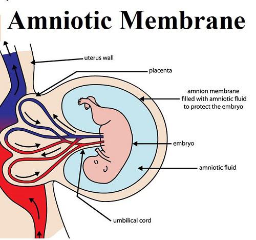 Latest Report On Amniotic Membrane Market 2019-2025 | Estimated By Top Key Players Derma Sciences, FzioMed, Alliqua BioMedical