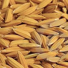 Global Rice Seed Market Expected To Hit A CAGR of 7.2% By 2028