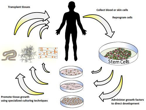 Regenerative Medicine Market