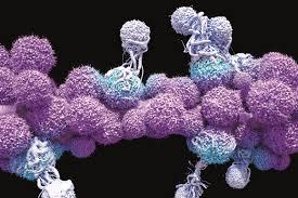 Immune Checkpoint Inhibitors