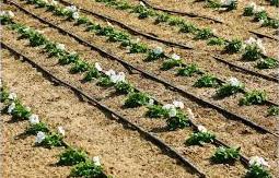 Inline Drip Irrigation Market: Size Growth by Key Players-