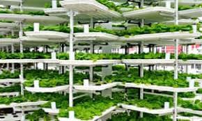 Vertical Farming Market Major Trends, Analysis and Outlook