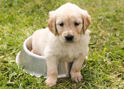Pet Health Products Market