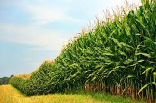Agricultural Biostimulants Market: SWOT Analysis 2019