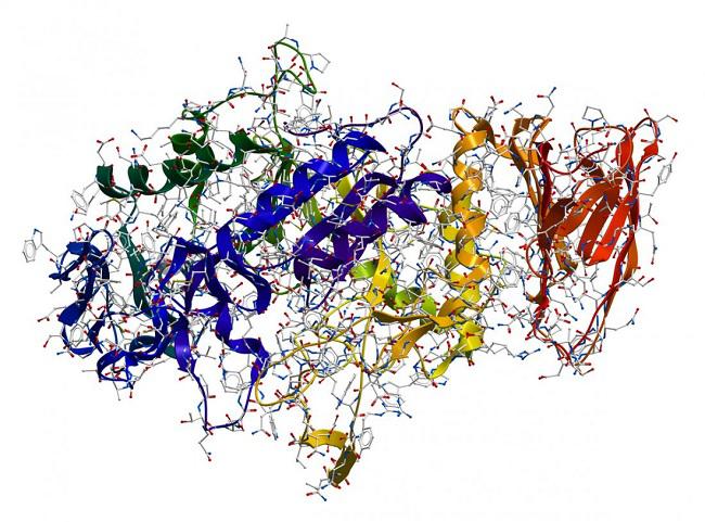 Enzyme Market