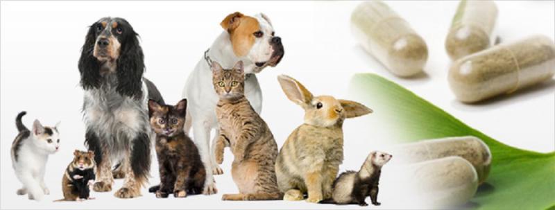 Veterinary Health Products Market Growth Advancement,