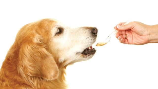 Global Pet Medication Market : Top key players