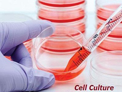 Cell Culture Market 2019