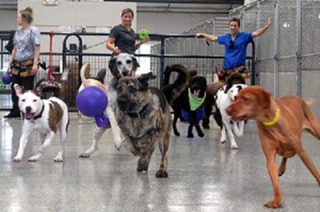 Pet Daycare And Lodging
