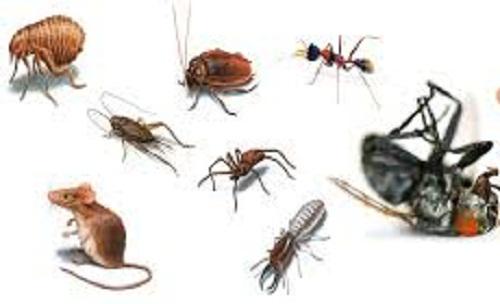 Insect Pest Control Market
