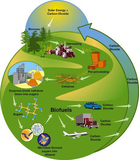 Biomass Energy