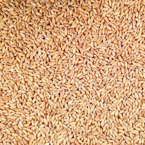 Competitors Analysis of Dinkel Wheat Market from 2019 to 2025: QY