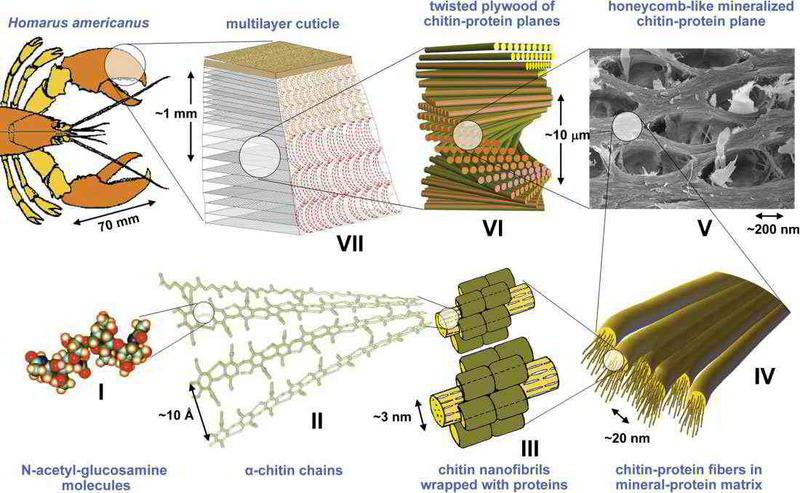 Natural Biomaterials Market