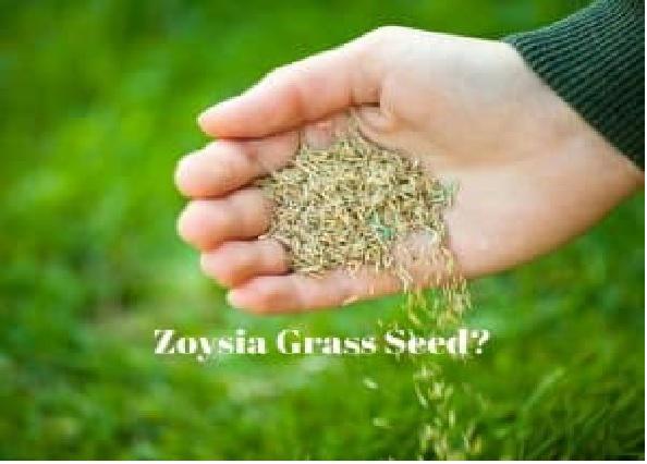 Zoysia Grass Seed Market 2019 Key Player Analysis – Stover Seed, Seedland, Hancock Seed, J.R. Simplot, Pennington Seed, Seed Ranch