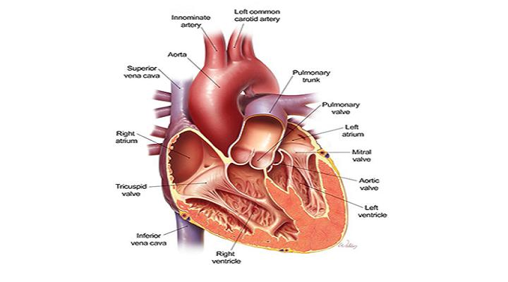 Prosthetic Heart Valves Market