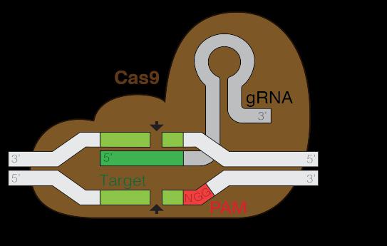 CRISPR and CAS Gene