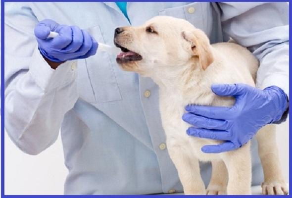 What are driving Factors of Animal Pharmaceuticals Market ? Top