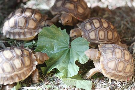 Wireless Environmental Monitoring for a Tortoise Sanctuary