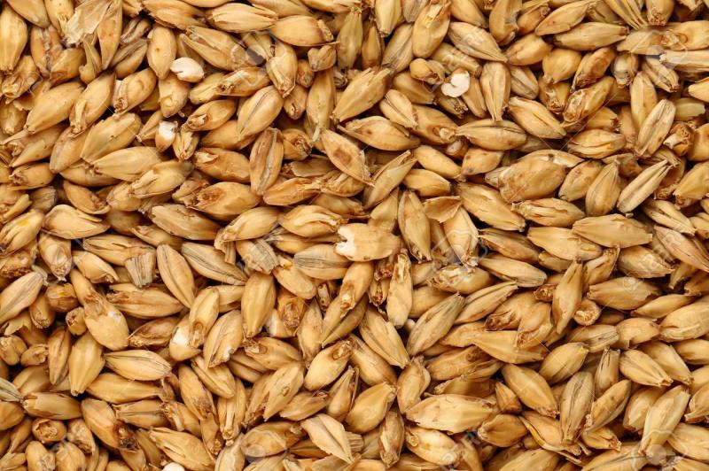 Malted Barley Market to Witness Robust Expansion by 2024