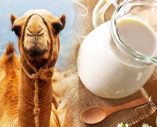 camel milk market