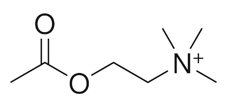 Global Acetylcholine Market Expected to Witness a Sustainable