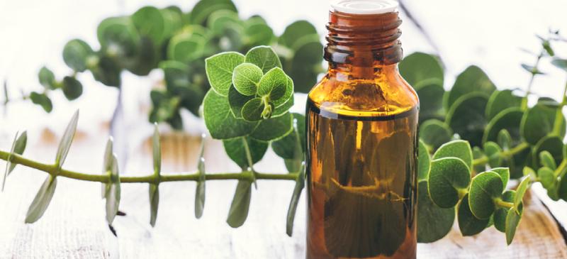 Eucalyptus Oil Market: Competitive Dynamics & Global Outlook