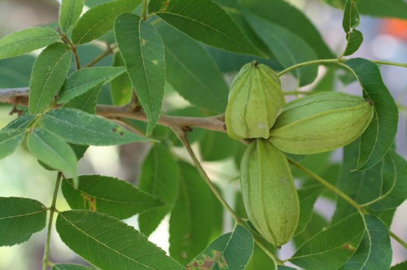 Carya Illinoensis Market