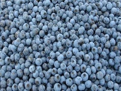IQF Blueberry Market