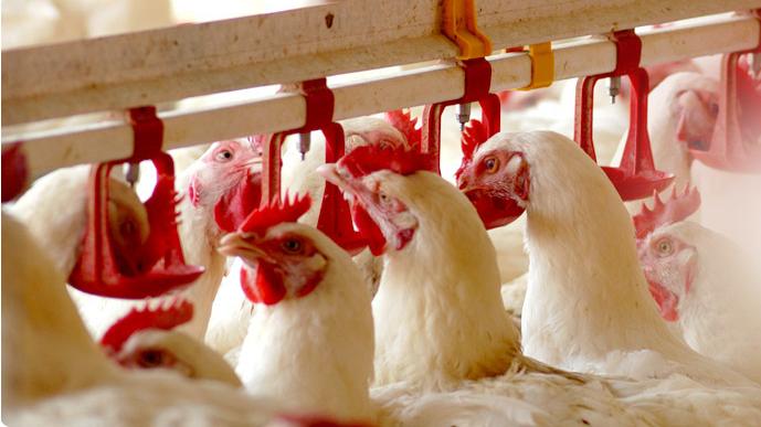 Global Poultry Feed Market to Top With USD 226.20 Billion in 2021
