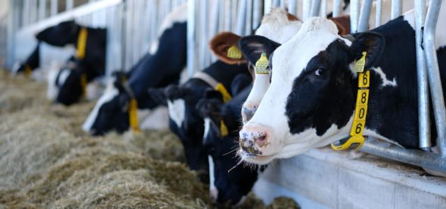 Global Farm Animal Healthcare Market 2020-26 Predictable to Witness Sustainable Evolution Over