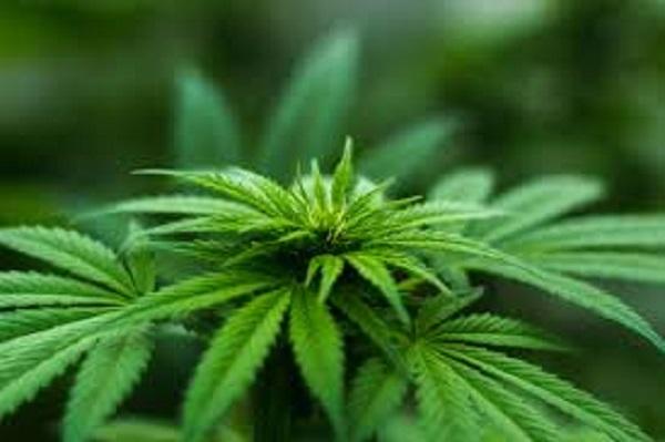 Cannabis Market Report 2020