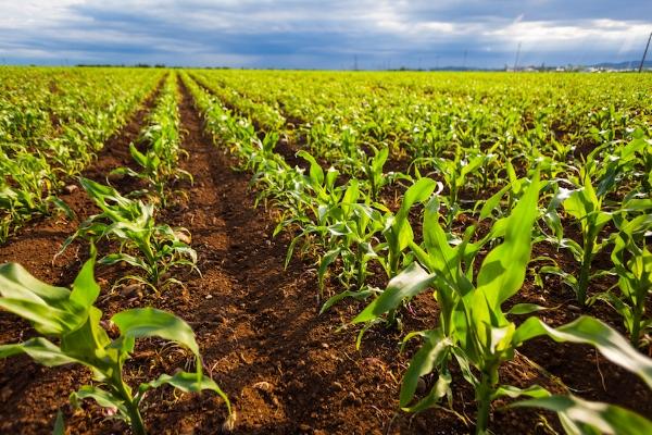 Global Plant Breeding and CRISPR Plants Market 2019, Global Plant Breeding and CRISPR Plants Market Growth ,