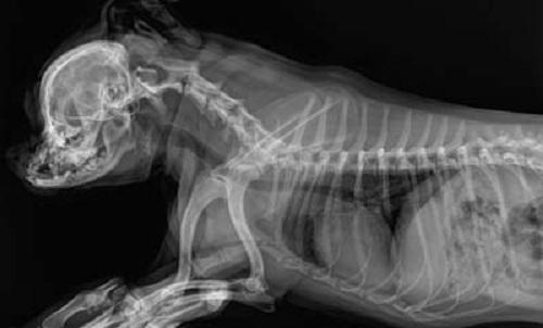 Global Veterinary X-ray Market Growth, Global Veterinary X-ray Market 2019, Global Veterinary X-ray Market Trends and Analysis,