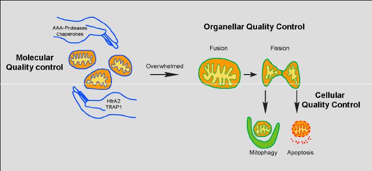 Global Molecular Quality Controls Market 2019, Global Molecular Quality Controls Market Growth, Molecular Quality Controls