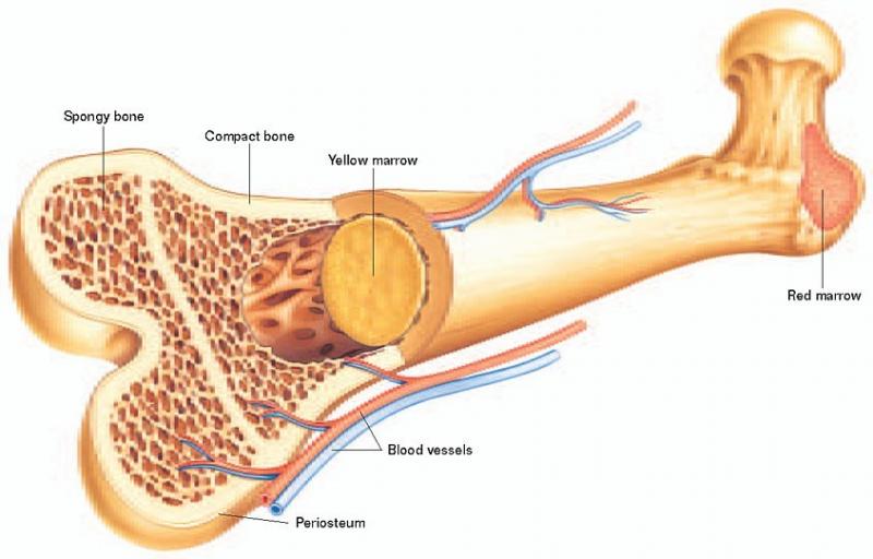 Global Bone and Mineral Metabolism Disorders Treatment Market,Global Bone and Mineral Metabolism Disorders Treatment Market 2019,